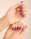 Royal Orchid
